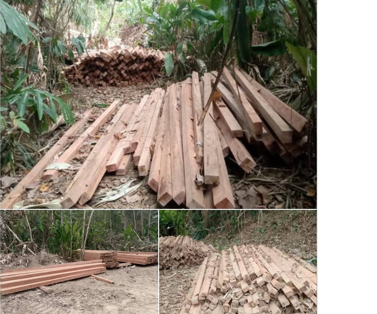 Some logging in Paletwa township, Chin State (Photo: Facebook/Khumi Media Group)